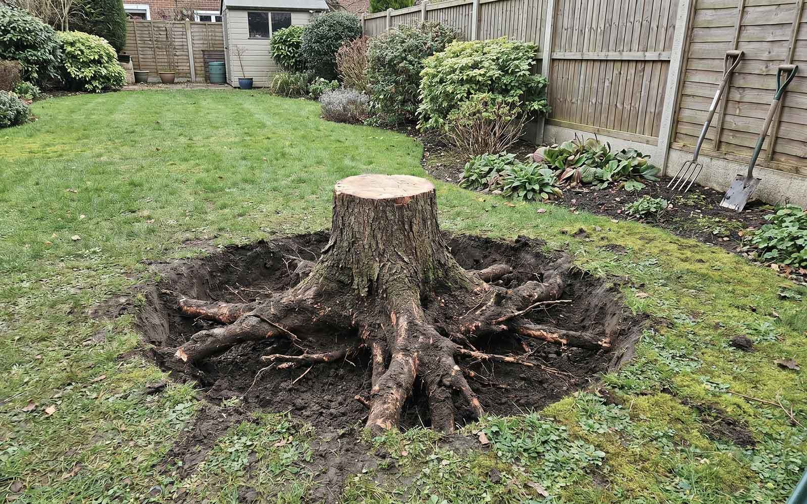 White Rose Tree Surgery Work